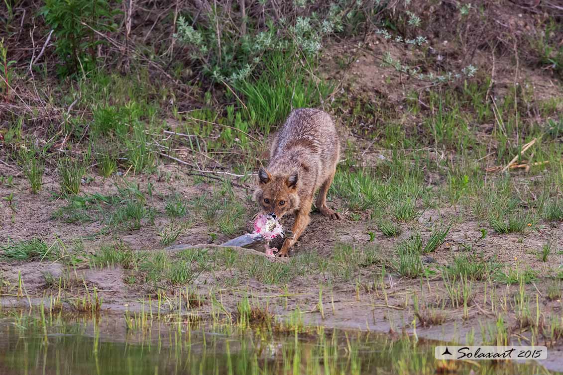 Canis aureus:  Sciacallo dorato; Golden jackal