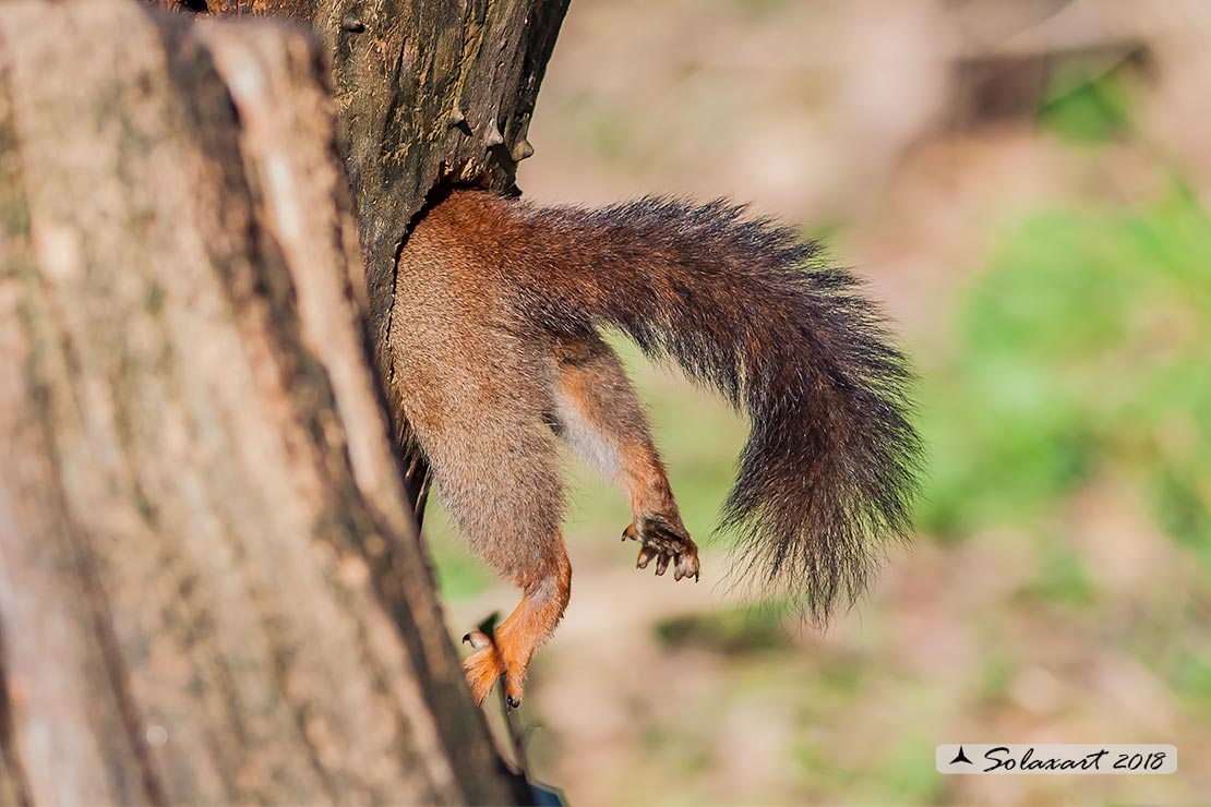 Sciurus vulgaris: Scoiattolo rosso; Red squirrel