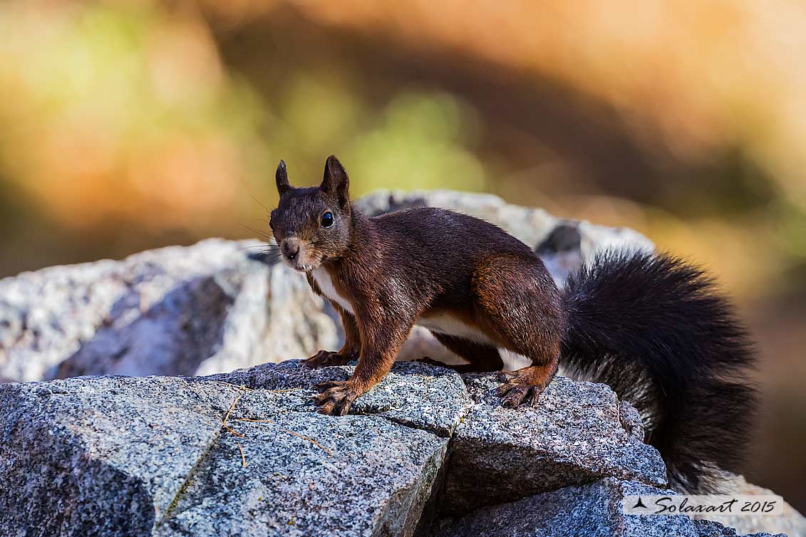 Sciurus vulgaris: Scoiattolo rosso; Red squirrel