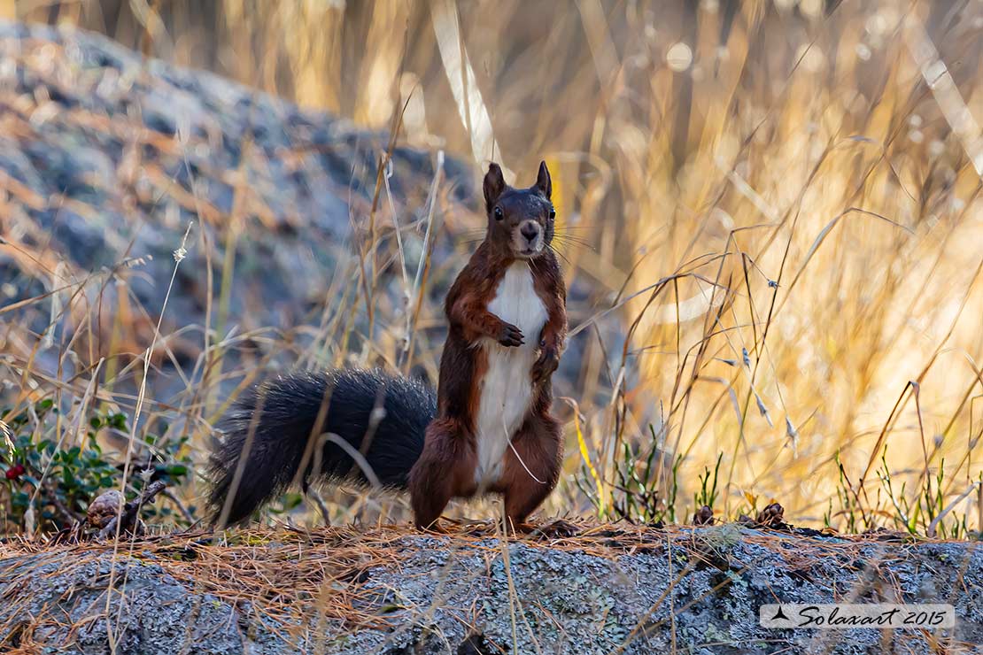 Sciurus vulgaris: Scoiattolo rosso; Red squirrel