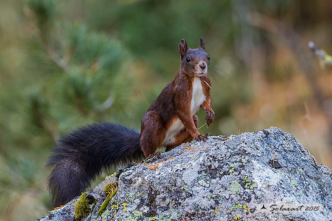 Sciurus vulgaris: Scoiattolo rosso; Red squirrel
