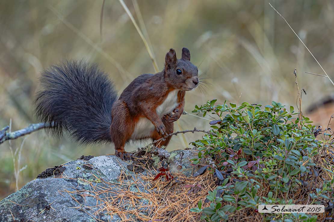 Sciurus vulgaris: Scoiattolo rosso; Red squirrel