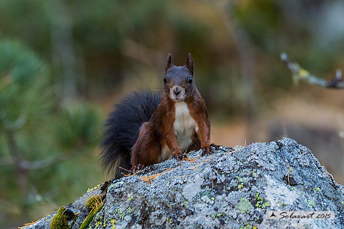 Sciurus vulgaris: Scoiattolo rosso; Red squirrel