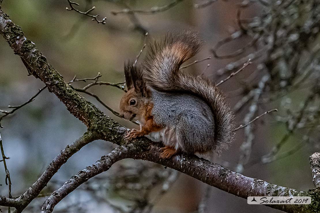 Sciurus vulgaris: Scoiattolo rosso; Red squirrel