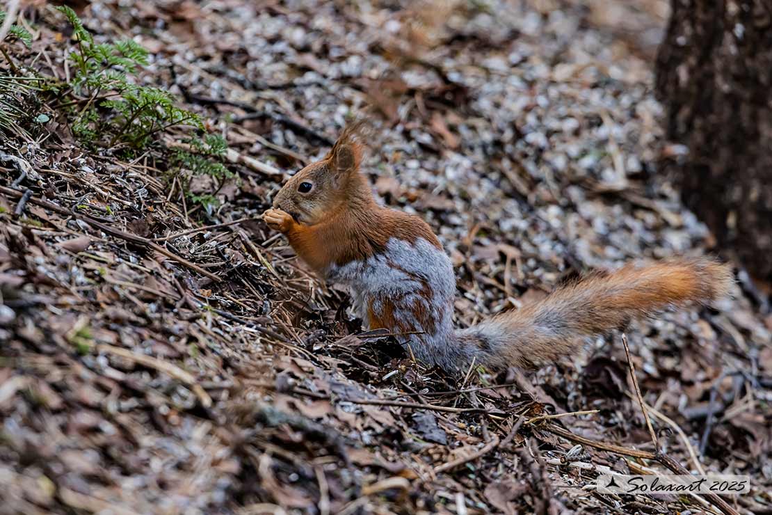 Sciurus vulgaris: Scoiattolo rosso; Red squirrel
