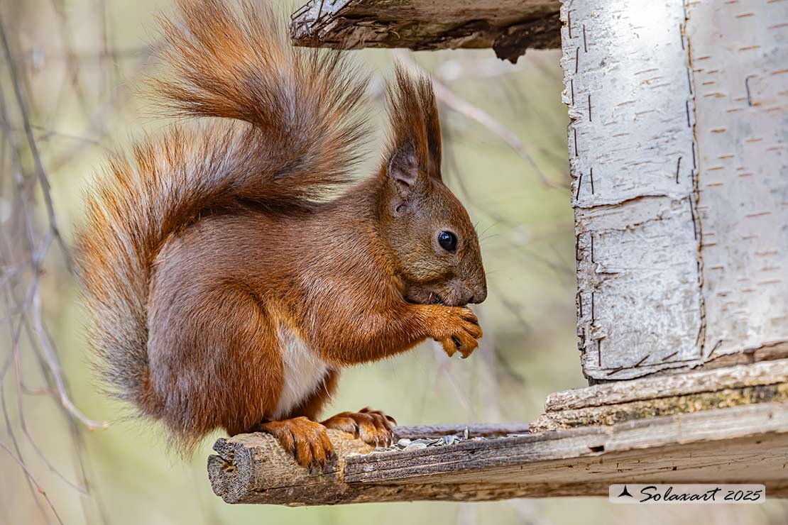 Sciurus vulgaris: Scoiattolo rosso; Red squirrel