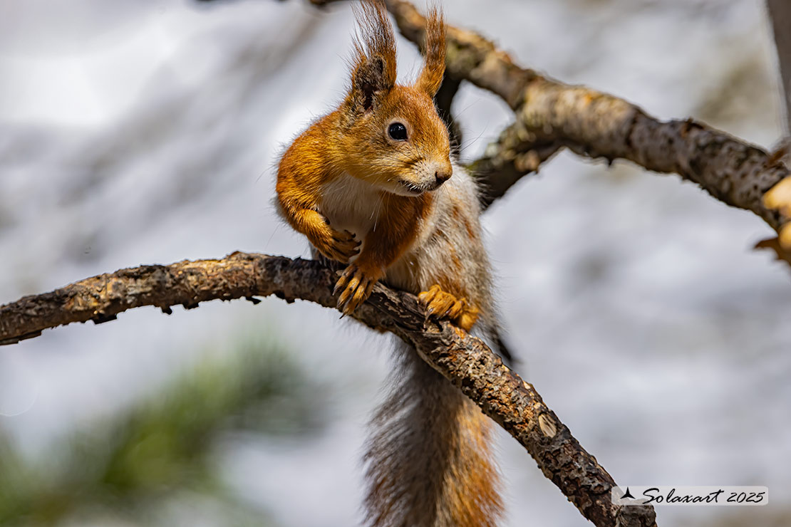 Sciurus vulgaris: Scoiattolo rosso; Red squirrel