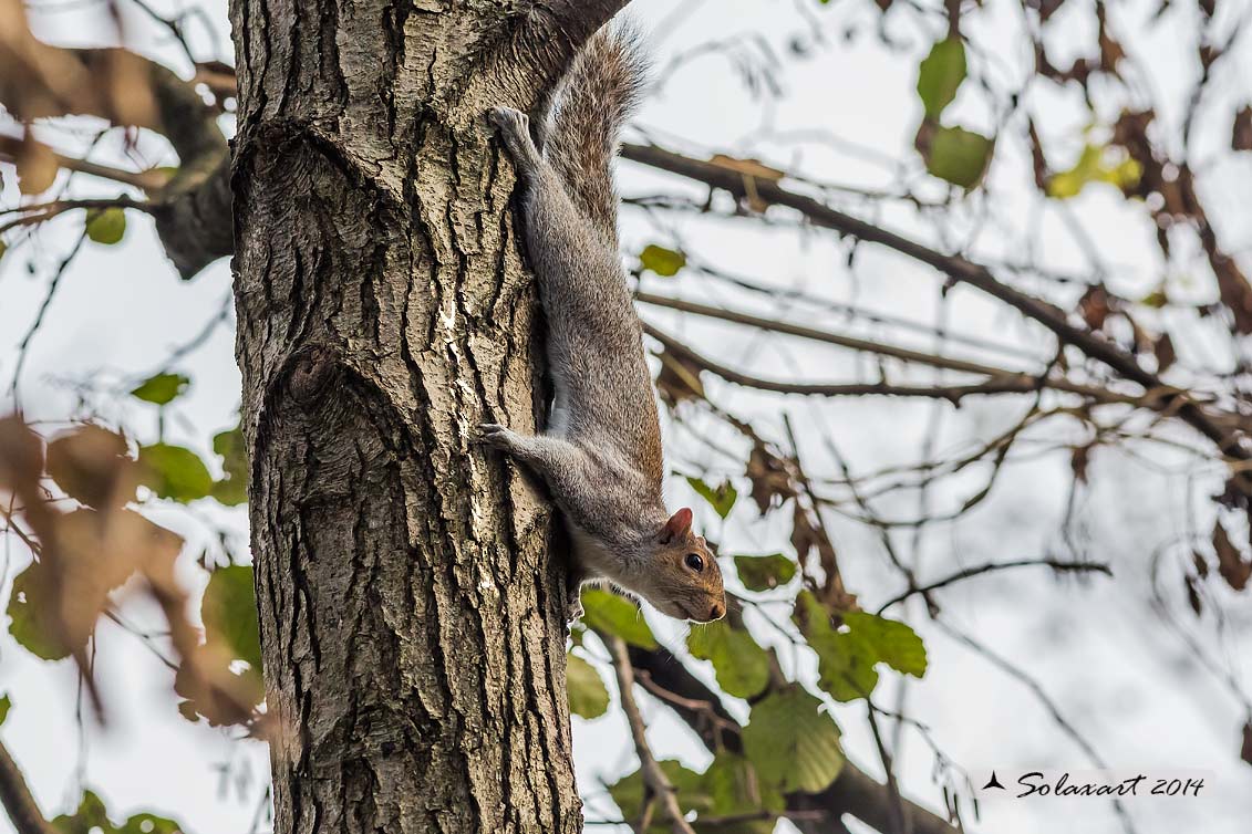 Sciurus carolinensis: Scoiattolo grigio nordamericano; Eastern gray squirrel