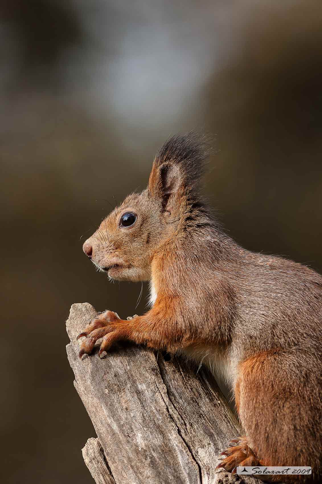 Sciurus vulgaris: Scoiattolo rosso; Red squirrel