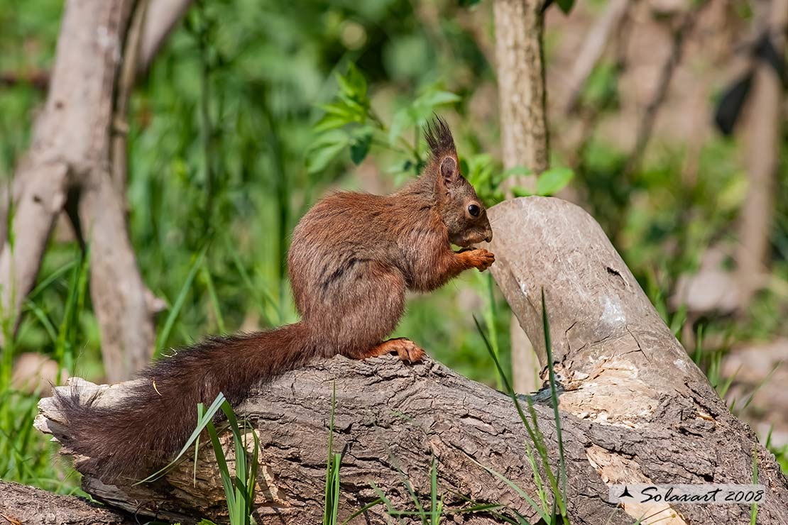 Sciurus vulgaris: Scoiattolo rosso; Red squirrel