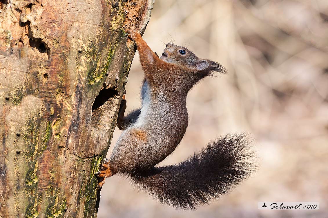 Sciurus vulgaris: Scoiattolo rosso; Red squirrel