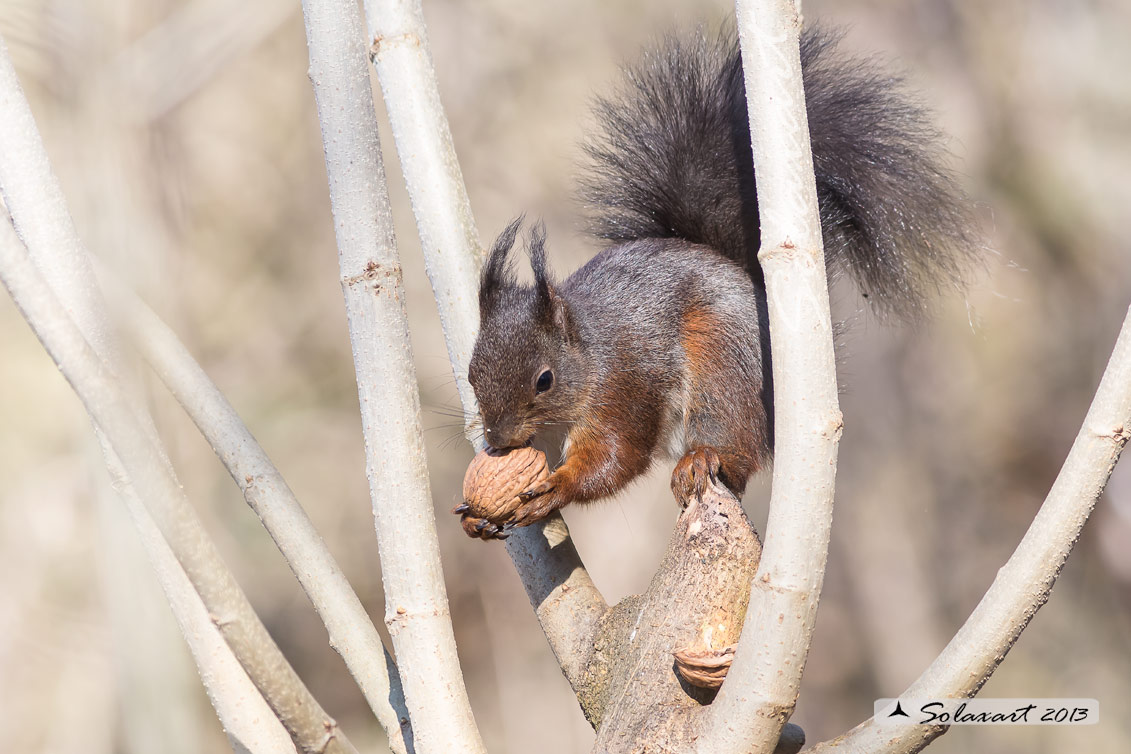 Sciurus vulgaris: Scoiattolo rosso; Red squirrel