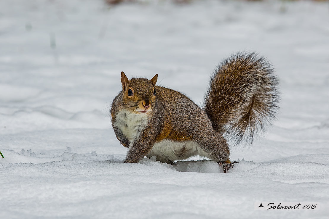 Sciurus carolinensis: Scoiattolo grigio nordamericano; Eastern gray squirrel