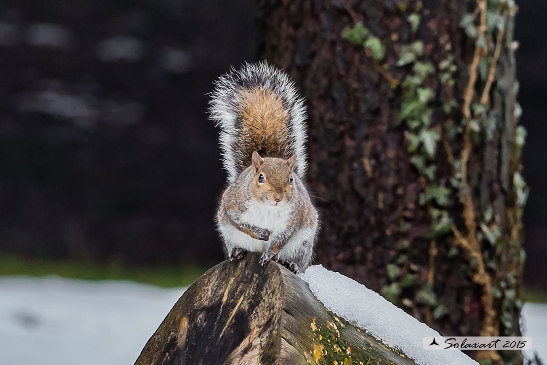 Sciurus carolinensis: Scoiattolo grigio nordamericano; Eastern gray squirrel