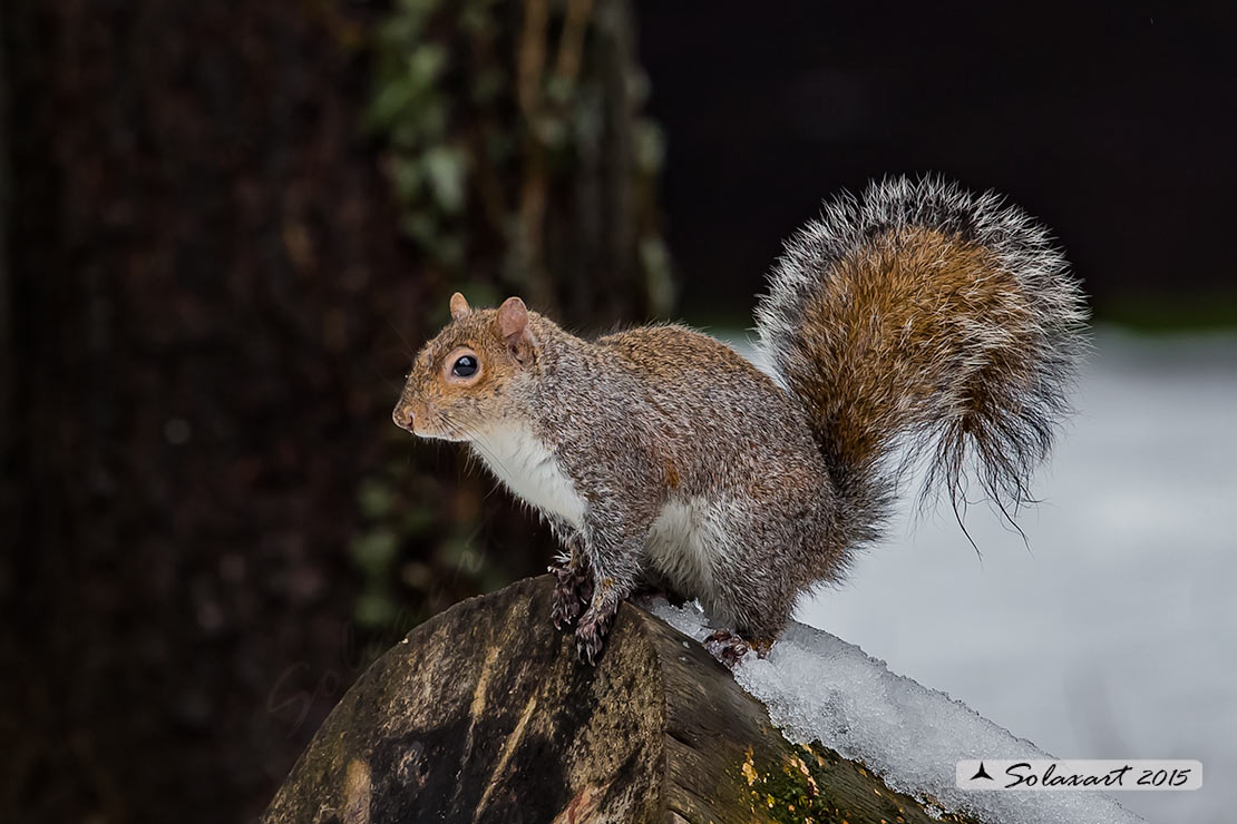 Sciurus carolinensis: Scoiattolo grigio nordamericano; Eastern gray squirrel