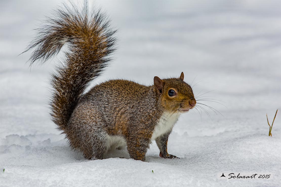 Sciurus carolinensis: Scoiattolo grigio nordamericano; Eastern gray squirrel