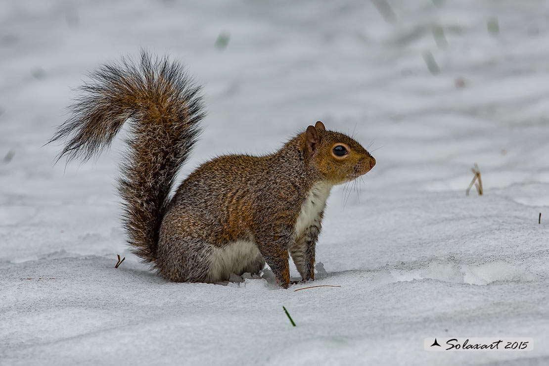 Sciurus carolinensis: Scoiattolo grigio nordamericano; Eastern gray squirrel