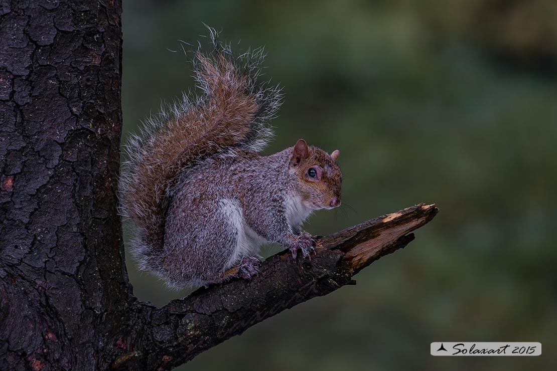 Sciurus carolinensis: Scoiattolo grigio nordamericano; Eastern gray squirrel