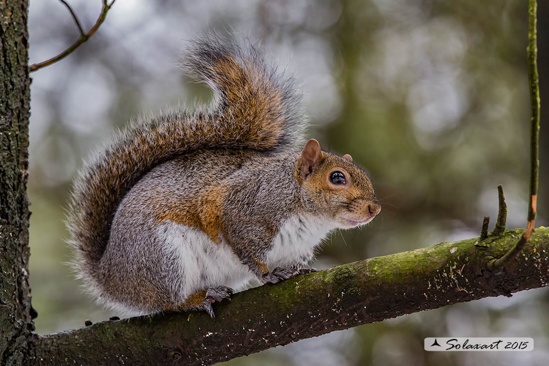 Sciurus carolinensis: Scoiattolo grigio nordamericano; Eastern gray squirrel