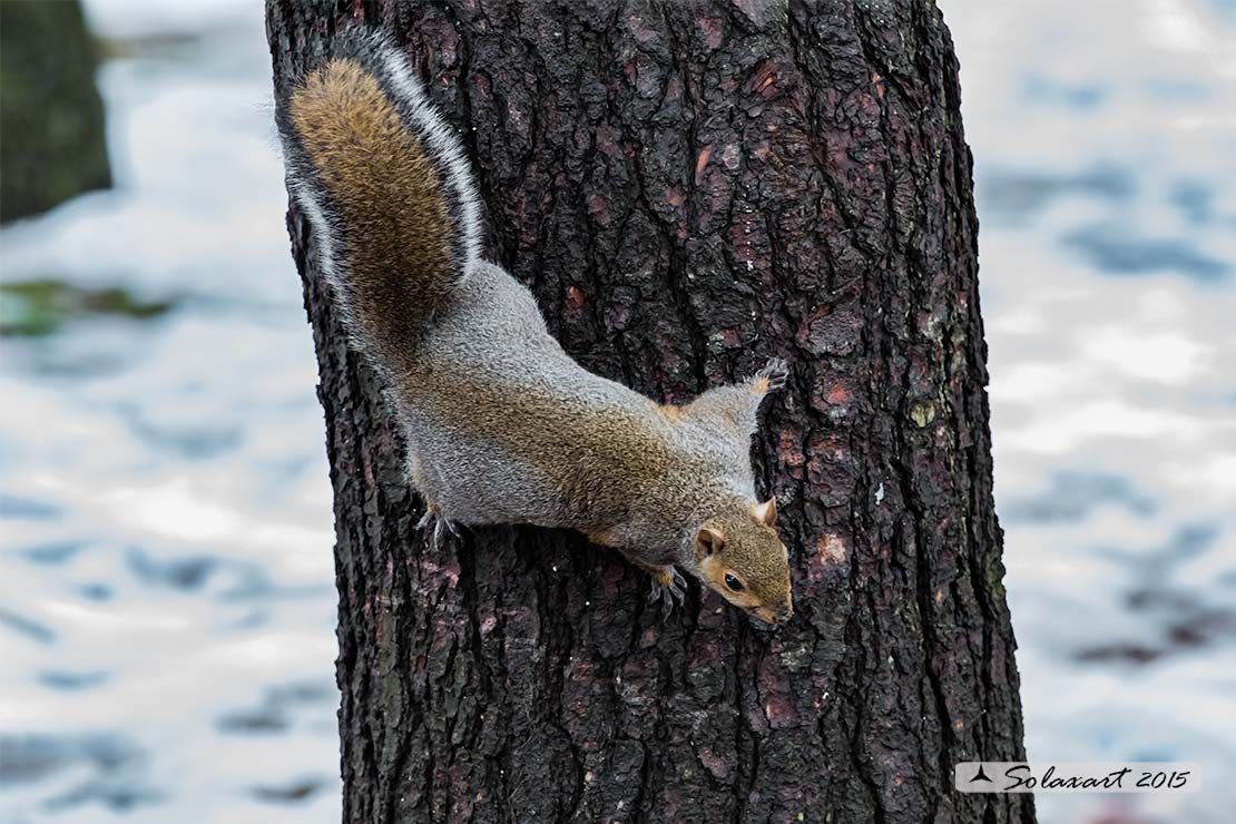 Sciurus carolinensis: Scoiattolo grigio nordamericano; Eastern gray squirrel