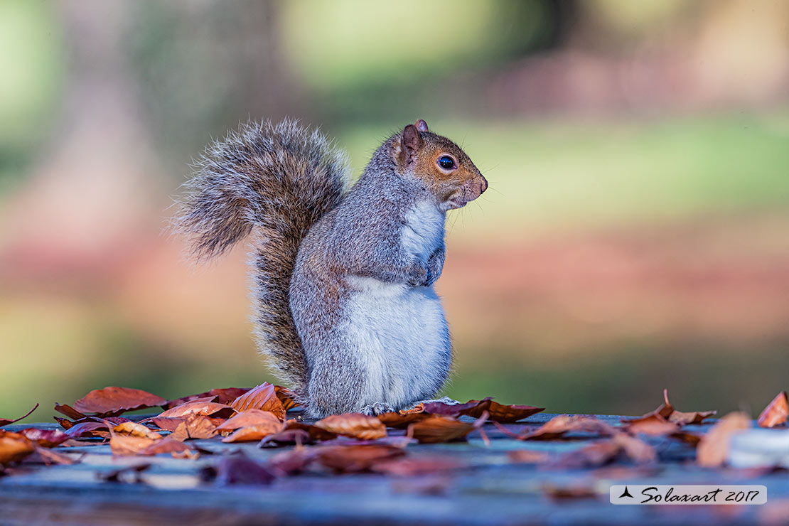 Sciurus carolinensis: Scoiattolo grigio nordamericano; Eastern gray squirrel