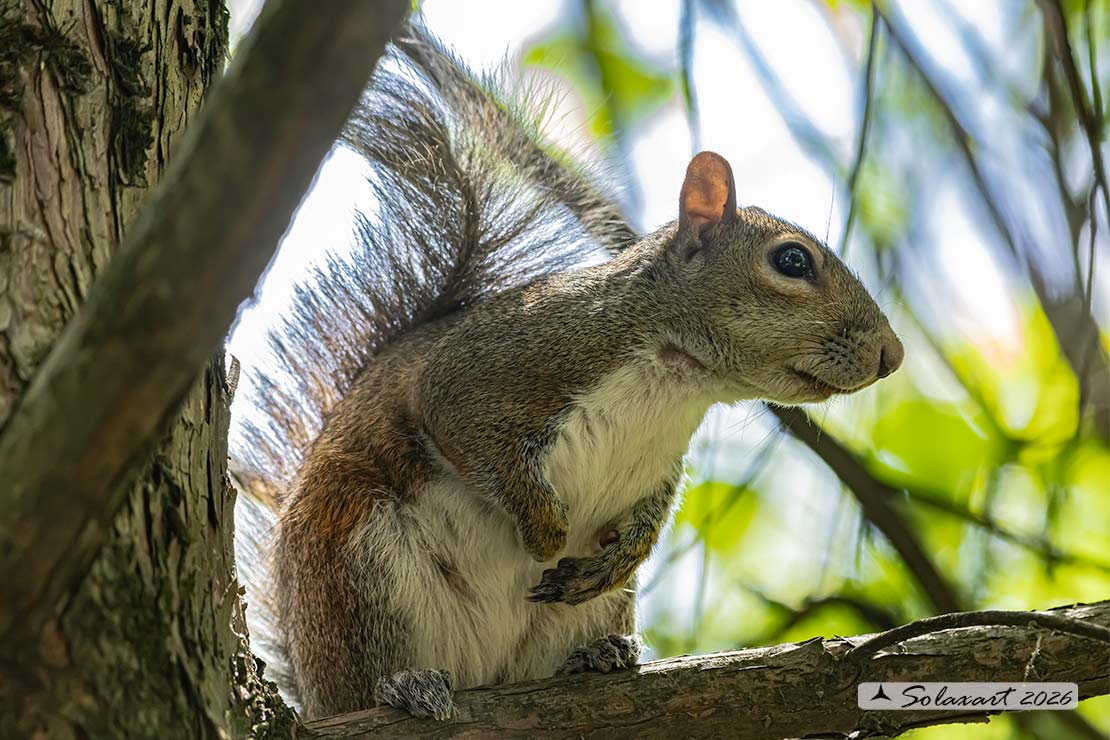 Sciurus carolinensis: Scoiattolo grigio nordamericano; Eastern gray squirrel