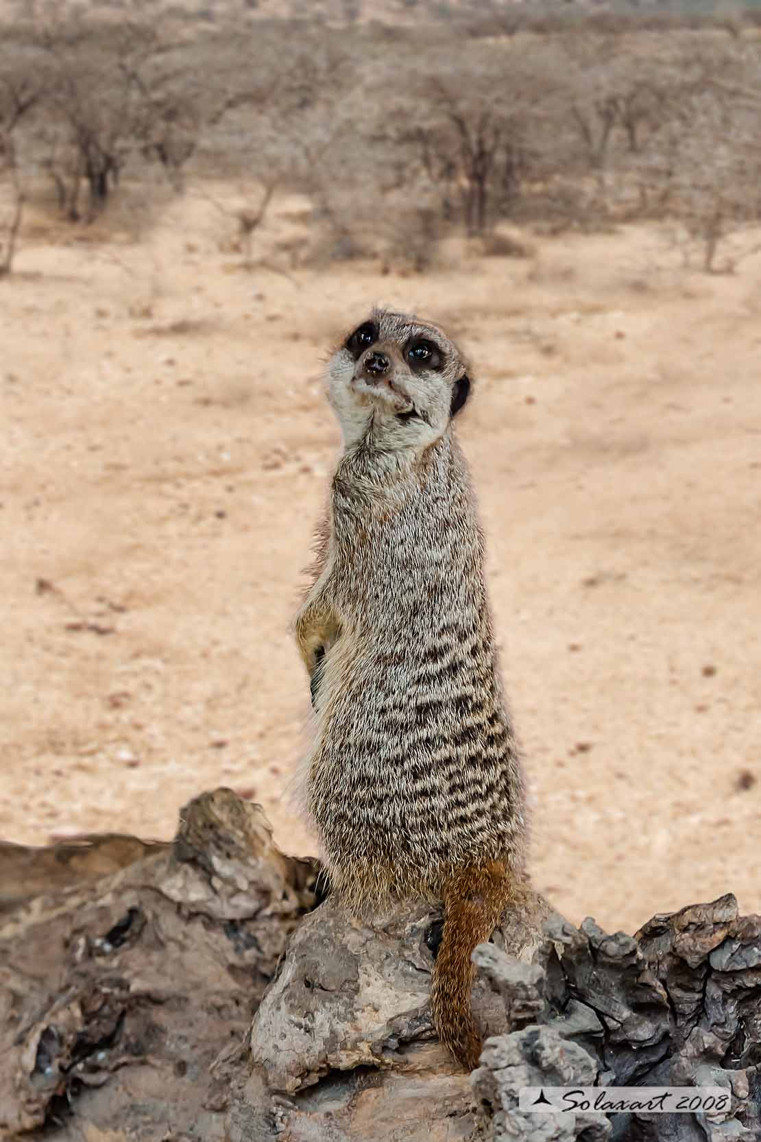 Suricata suricatta - Suricato - Meerkat