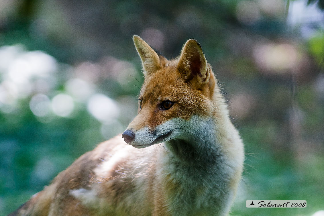 Vulpes vulpes: Volpe rossa; Red fox