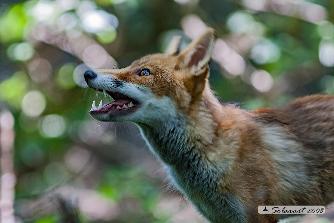 Vulpes vulpes: Volpe rossa; Red fox