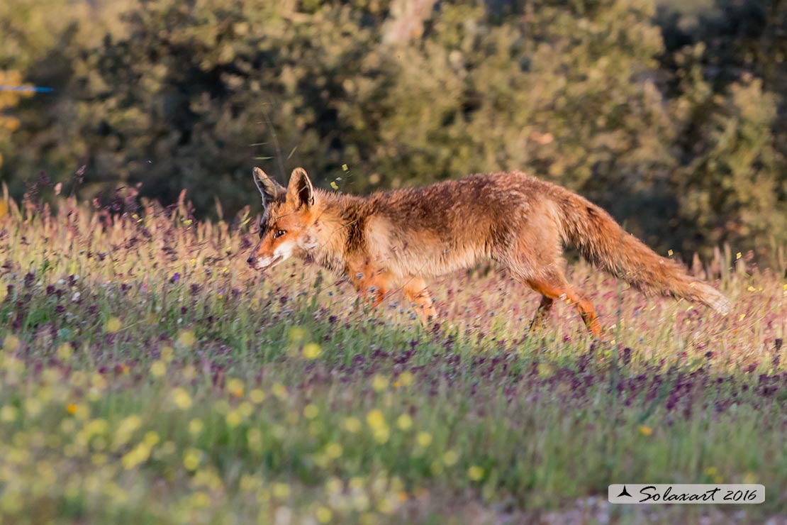 Vulpes vulpes: Volpe rossa; Red fox