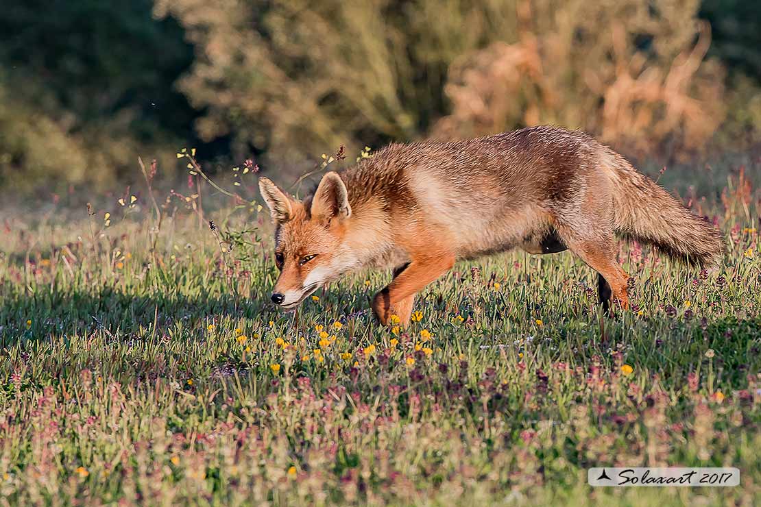 Vulpes vulpes: Volpe rossa; Red fox