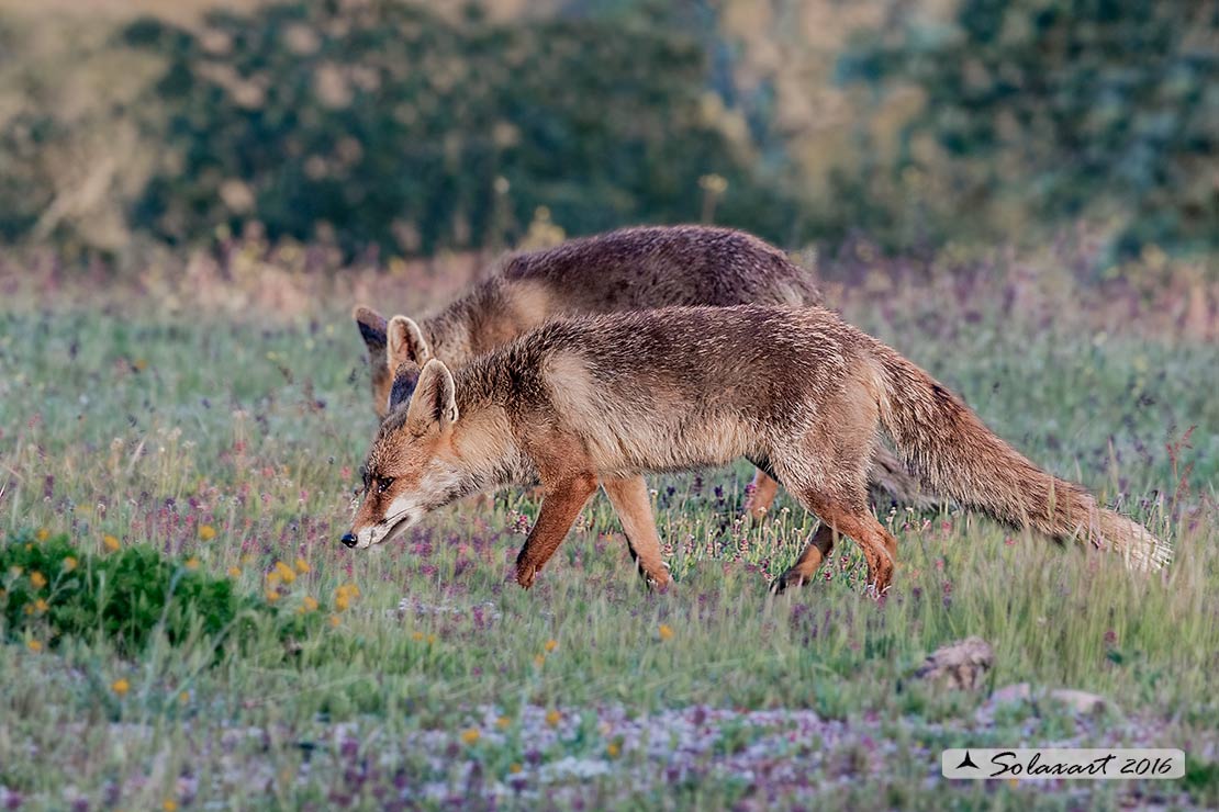 Vulpes vulpes: Volpe rossa; Red fox