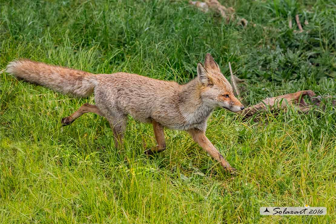 Vulpes vulpes: Volpe rossa; Red fox