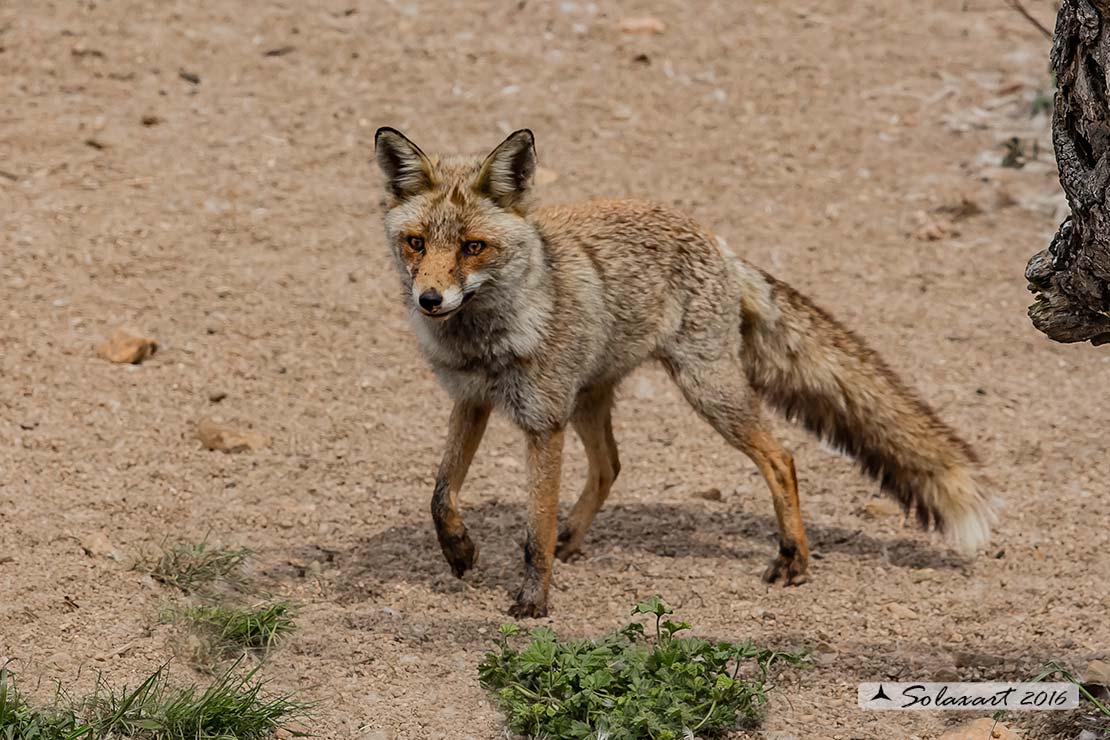 Vulpes vulpes: Volpe rossa; Red fox