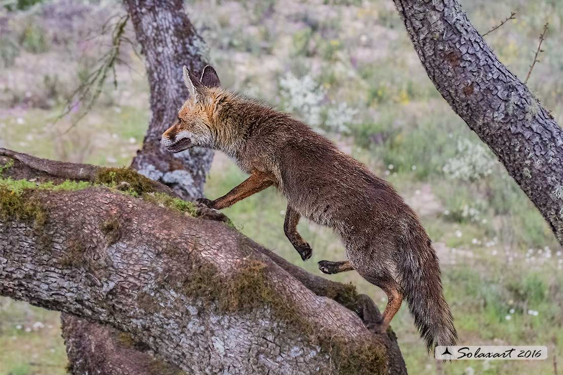 Vulpes vulpes: Volpe rossa; Red fox