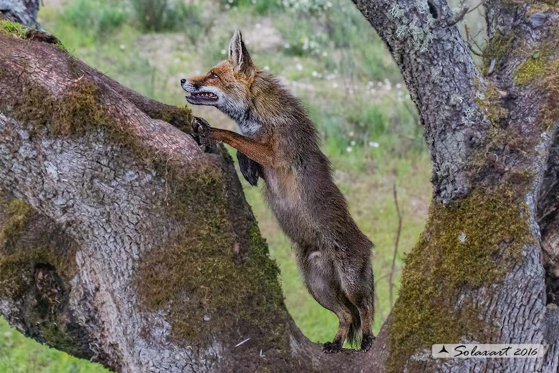 Vulpes vulpes: Volpe rossa; Red fox