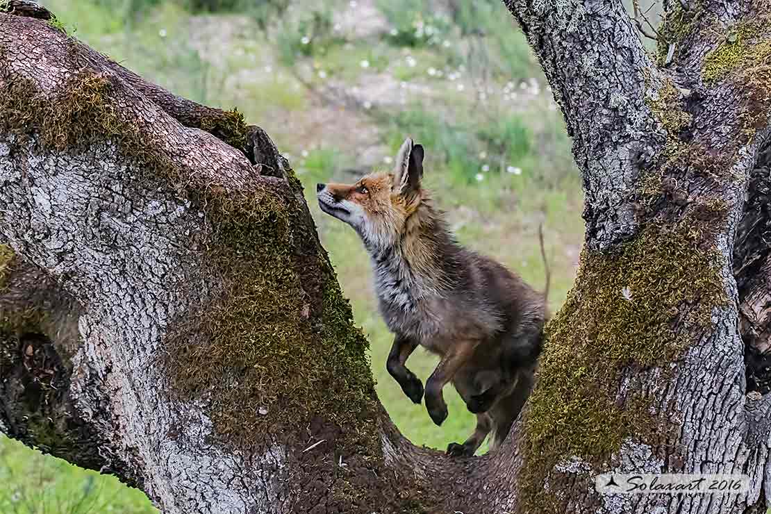 Vulpes vulpes: Volpe rossa; Red fox