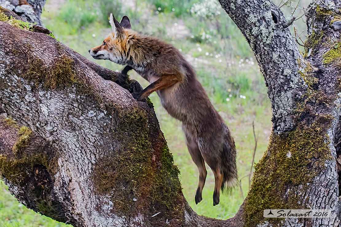 Vulpes vulpes: Volpe rossa; Red fox