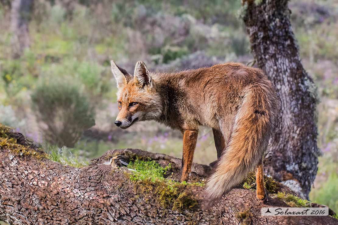 Vulpes vulpes: Volpe rossa; Red fox