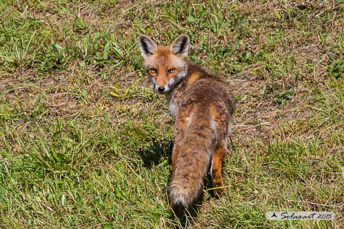 Vulpes vulpes: Volpe rossa; Red fox