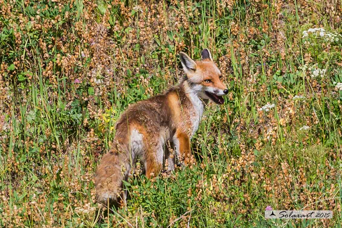 Vulpes vulpes: Volpe rossa; Red fox