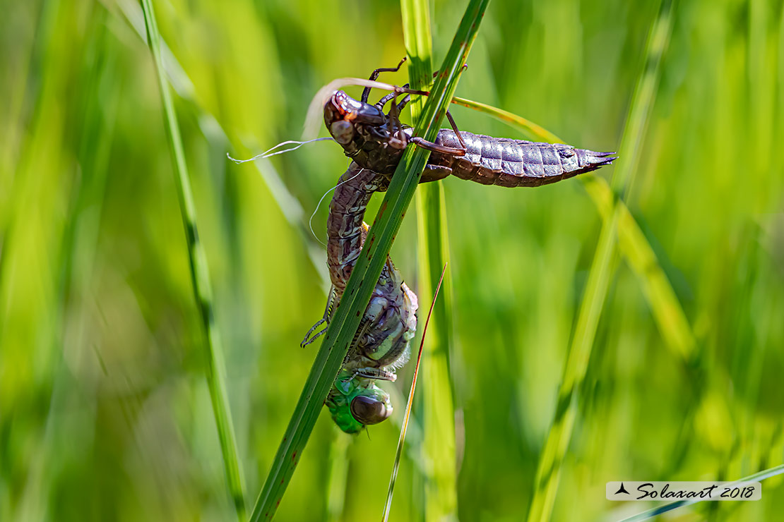 Aeshna juncea: Common Hawker or Sedge Darner (male)