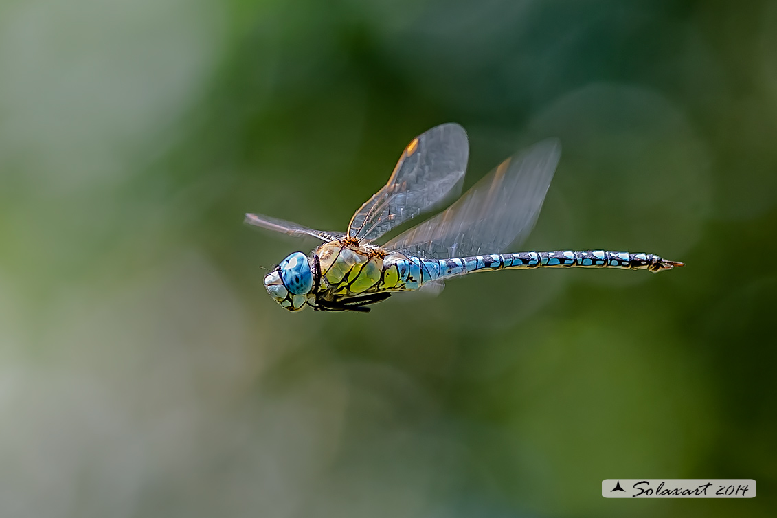 Aeshna affinis: Dragone occhiblu (maschio); Blue-eyed Hawker (male)