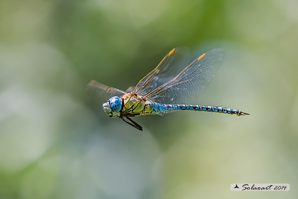 Aeshna affinis: Dragone occhiblu (maschio); Blue-eyed Hawker (male)