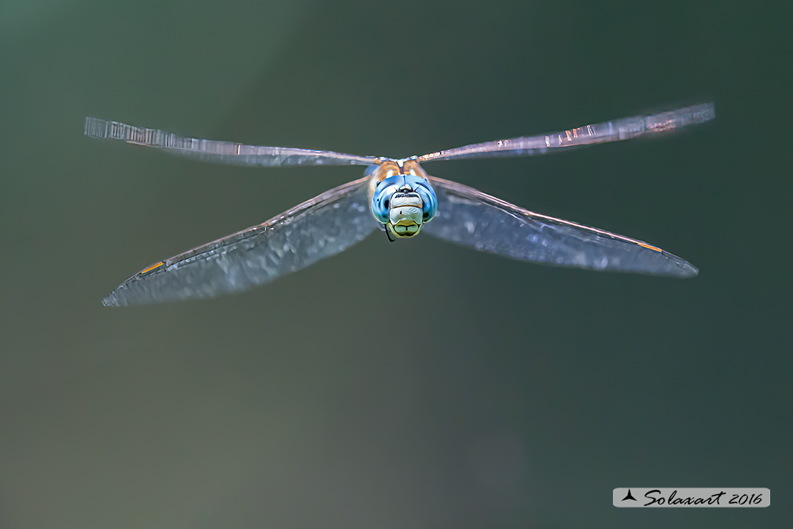 Aeshna affinis: Dragone occhiblu (maschio); Blue-eyed Hawker (male)