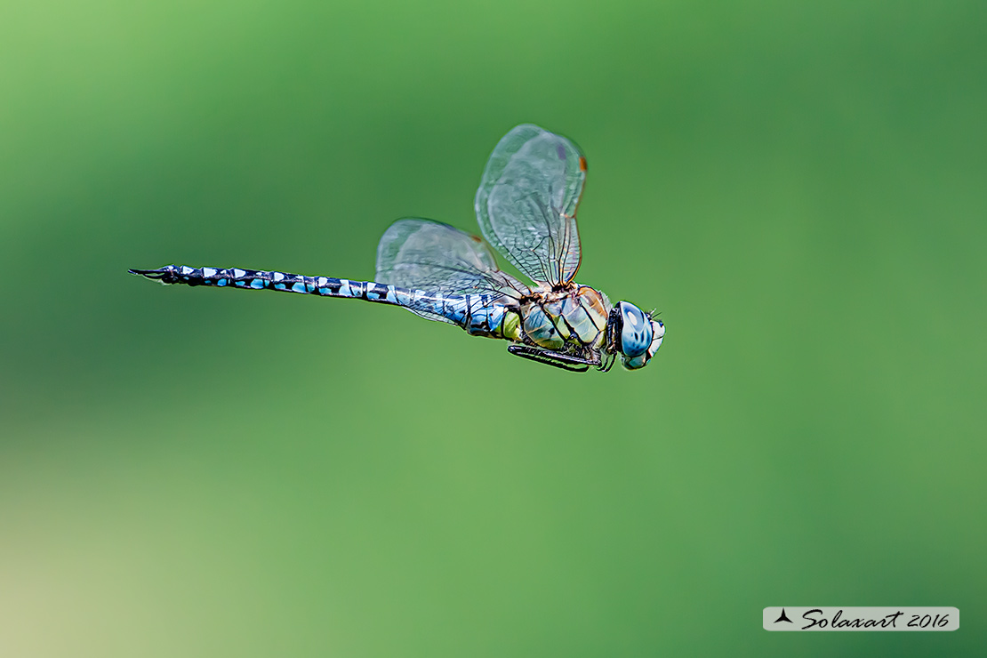 Aeshna affinis: Dragone occhiblu (maschio); Blue-eyed Hawker (male)