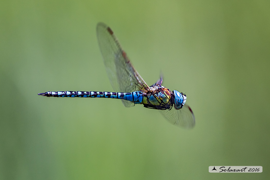 Aeshna affinis: Dragone occhiblu (maschio); Blue-eyed Hawker (male)