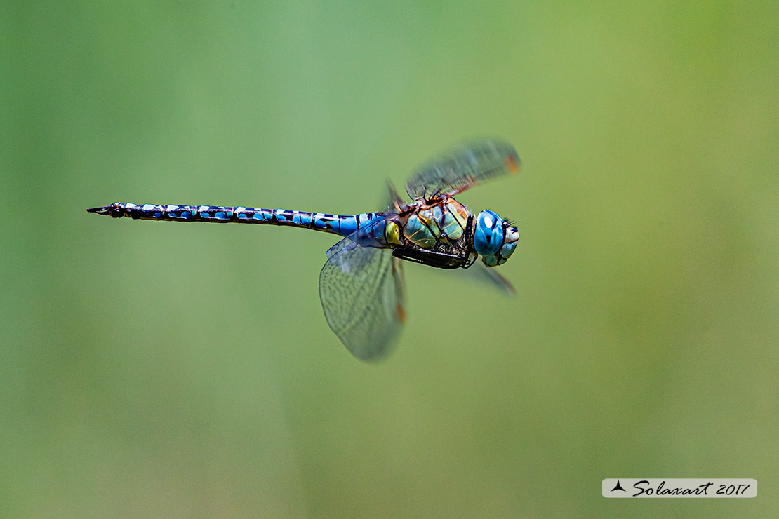 Aeshna affinis: Dragone occhiblu (maschio); Blue-eyed Hawker (male)