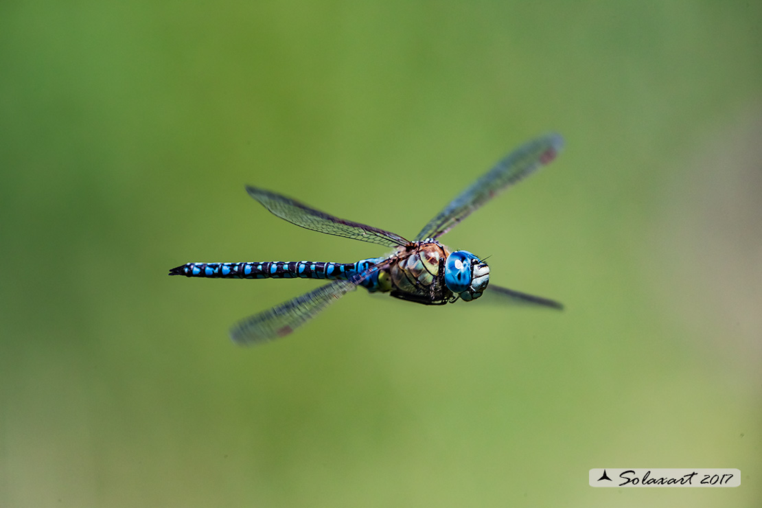 Aeshna affinis: Dragone occhiblu (maschio); Blue-eyed Hawker (male)