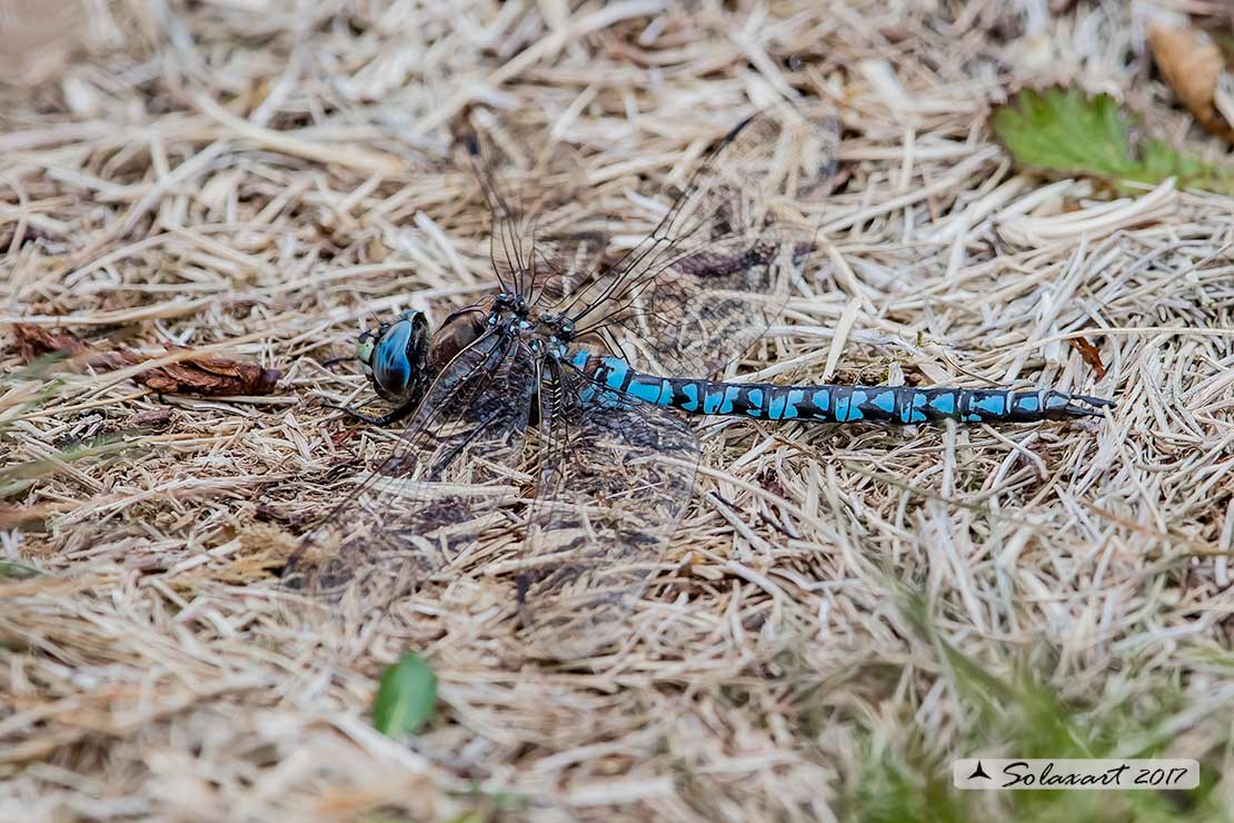 Aeshna caerulea :   Dragone azzurro(maschio)  -  Azure Hawker (male)